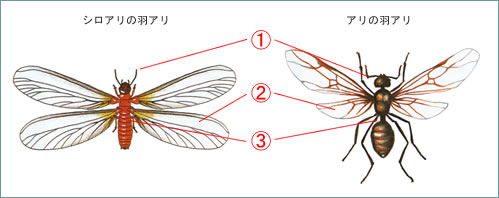 しろありの羽アリとアリの羽アリの違い