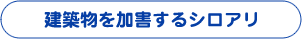 建物を加害するシロアリ